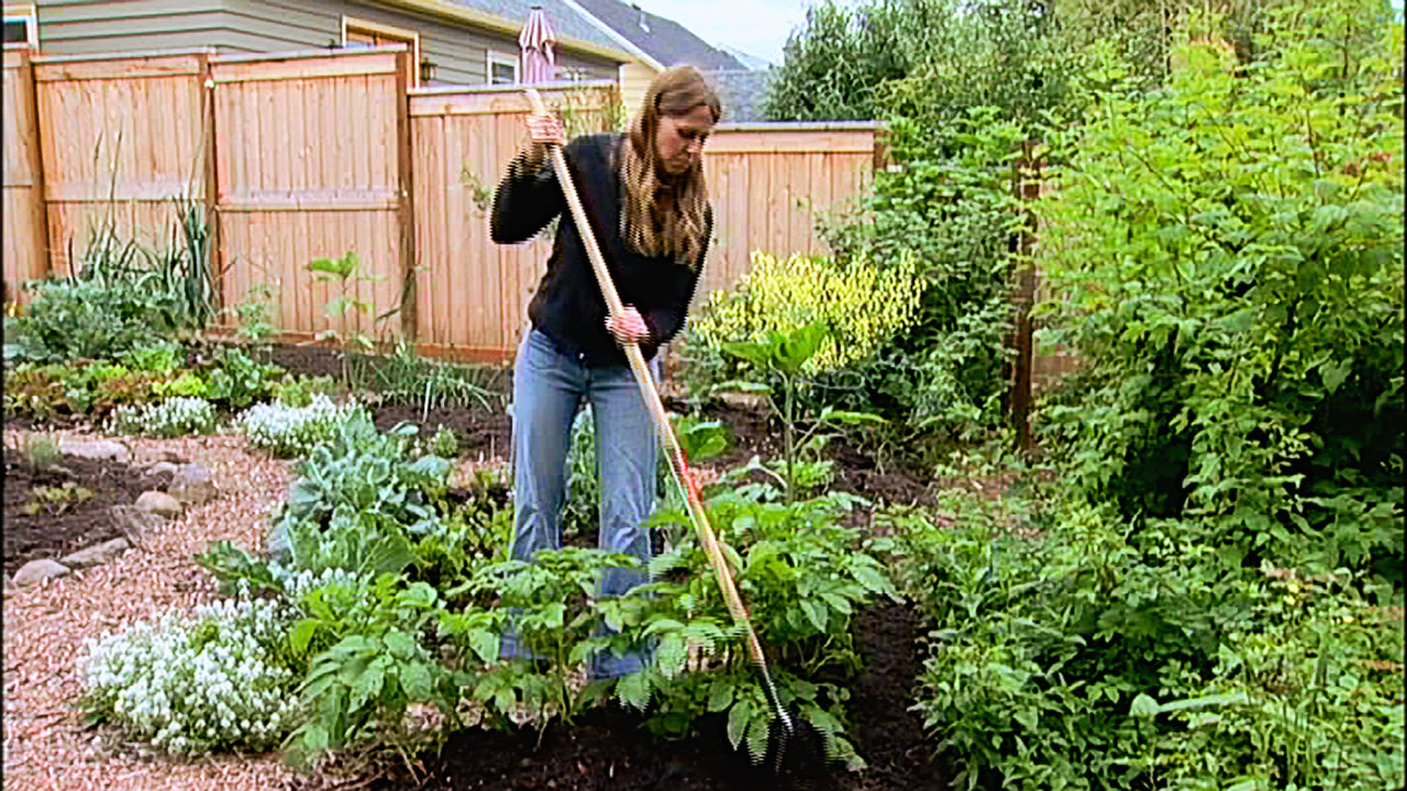 Growing and Caring for Potatoes - video
