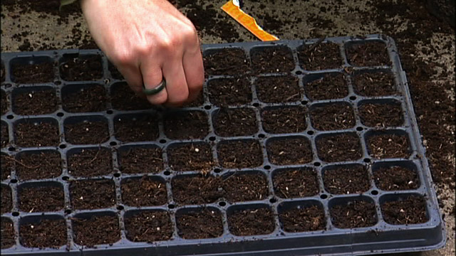 Planting Seed Trays for Garden- up a