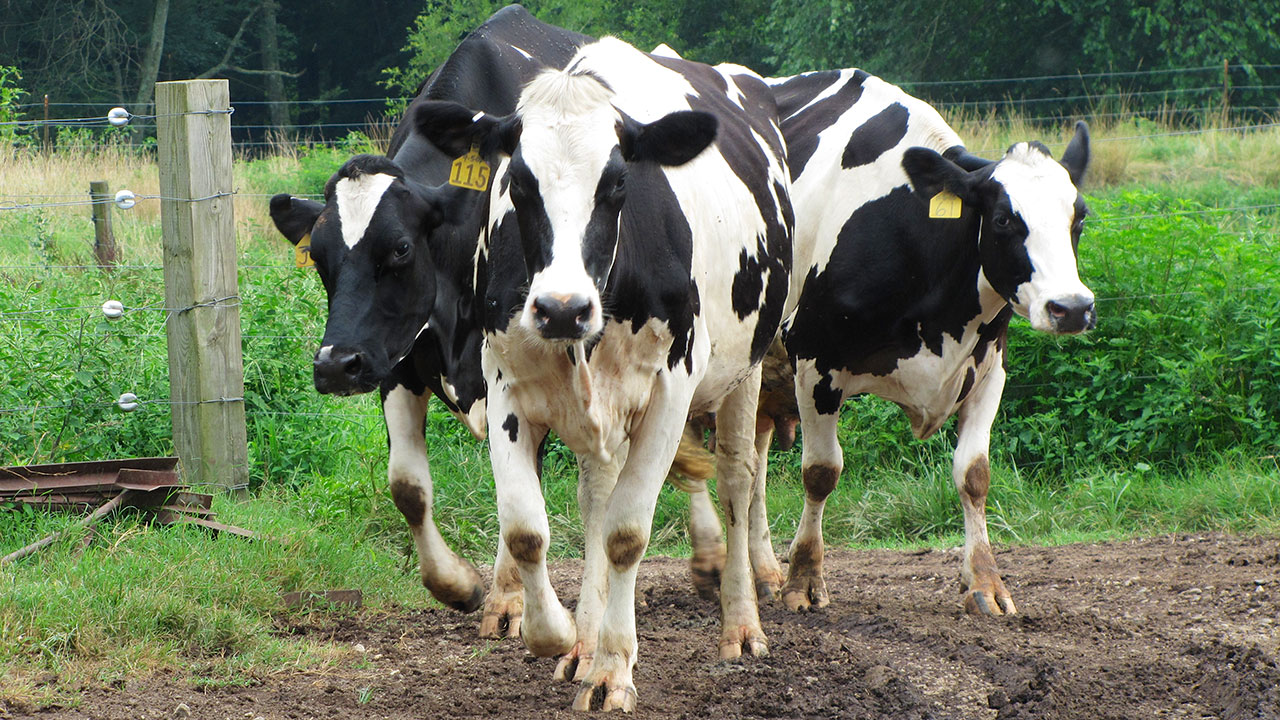 Trantham's Sustainable 12 Aprils Dairy Grazing Program