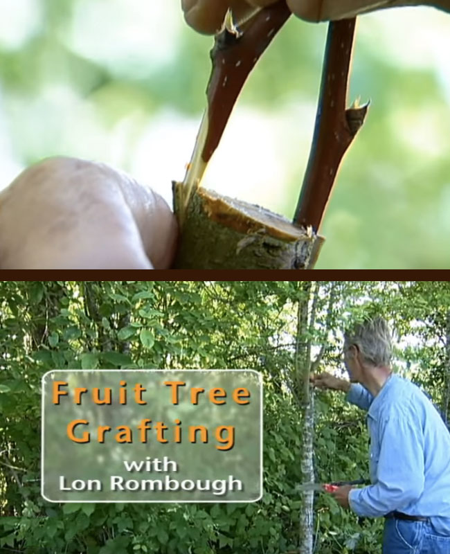How to Graft a Fruit Tree with Lon Rombough video