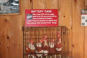 Chicken Batter Cage