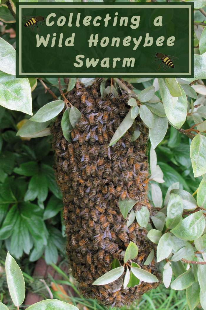 Capturing a Wild Honeybee Swarm video