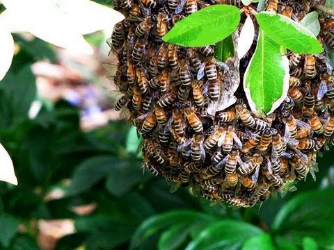 Collecting a Wild Honeybee Swarm (video)