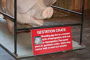 Pig Gestation Crate
