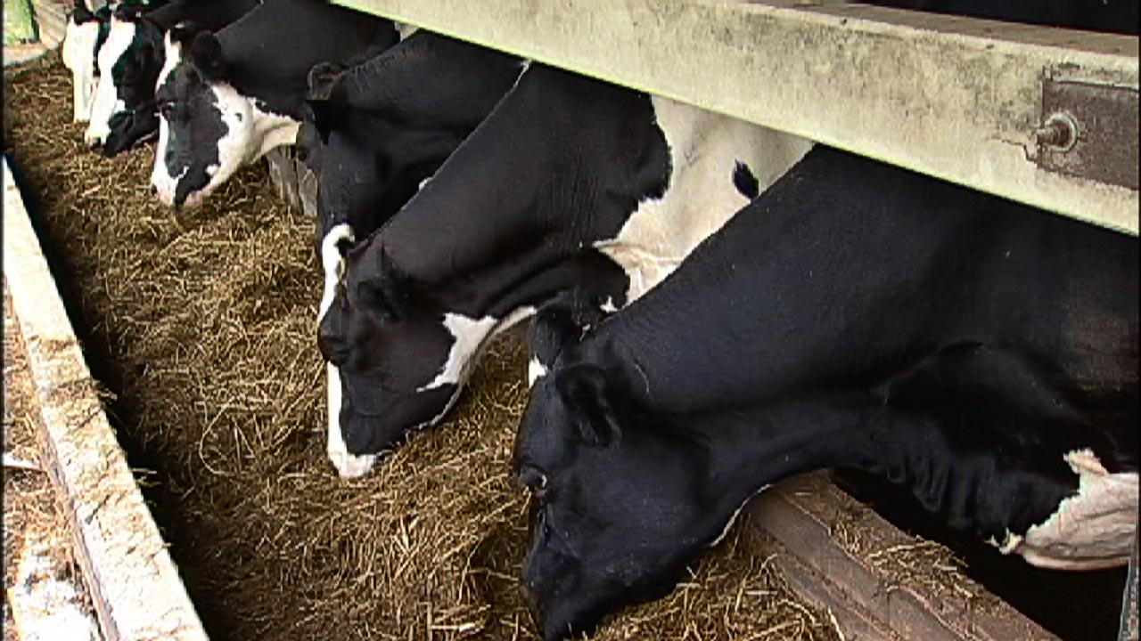 Total Mix Ration Feed for Dairy Cows- Video