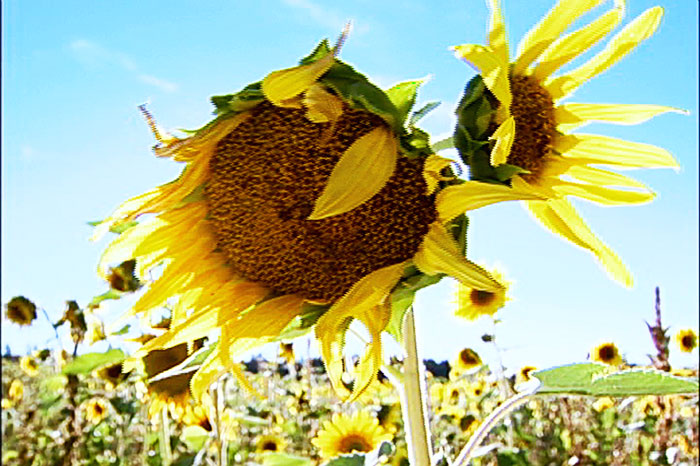 Sunflower-Sunflower Seeds Forever
