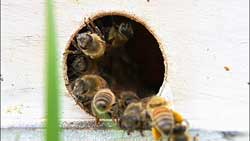 Honeybees to Sniff Out Explosives