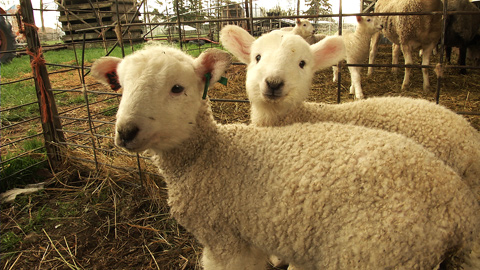 Lambing Season on the Farm