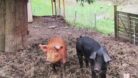 A Small Scale Diversified Livestock Farm