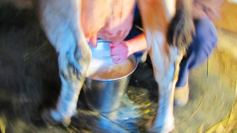 One Farmers Perspective on the Raw Milk Debate - Video - Cooking Up a Story