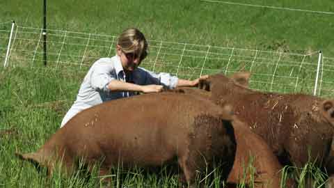 Raising Pasture Pigs (video)