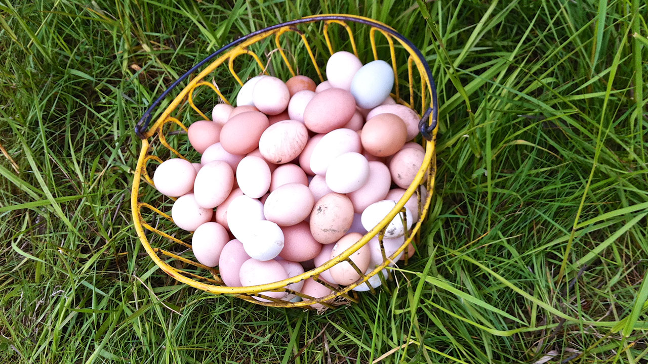 The Wonder of Farm Fresh Eggs