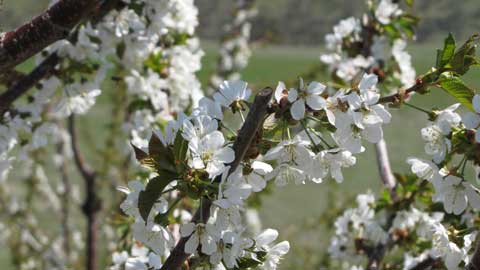 Midwestern Cherry Crop Decimated, Northwest Cherry Harvest Booms