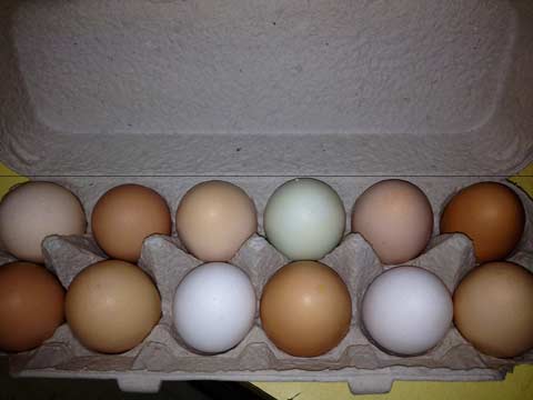 Humane Egg Production Practices Reform Legislation