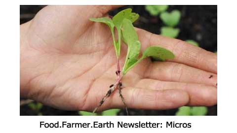 Growing Micro Greens and Organic Produce for Restaurants (video)