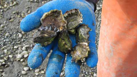 FoodFarmer.Earth Newsletter- Pacific Northwest Oysters