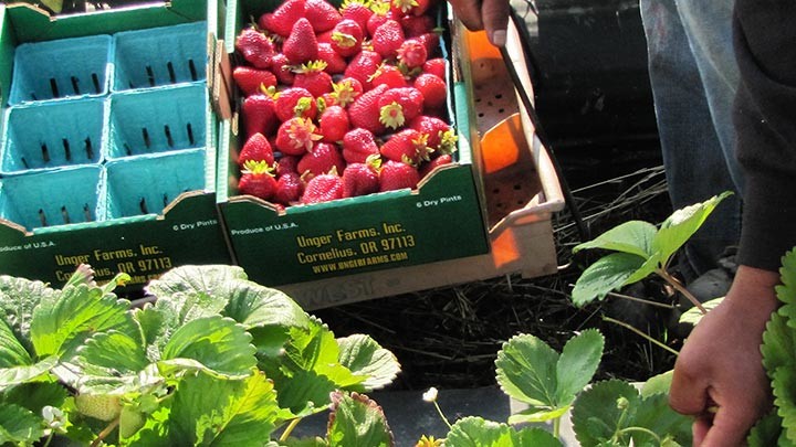 Growing Fresh Berries for the Farmers Market (video) - Unger Market