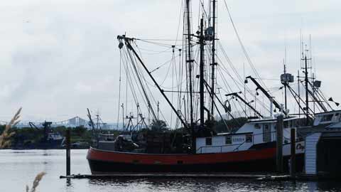 Albacore Tuna: A Micro-Cannery Flourishes