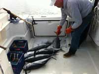 Local Fisherman with Albacore Tuna Catch