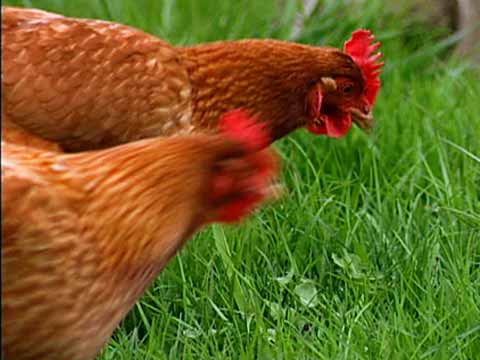 Organic Certification Standards for Poultry: An Insider's Look
