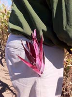 Farmer Anthony Boutard with an Ear of Corn in His Pocket