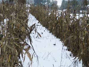 Juncos Foraging among the Sheltering Corn Stalks