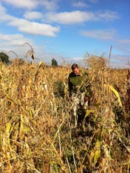 Anthony Boutard in His Cornfield