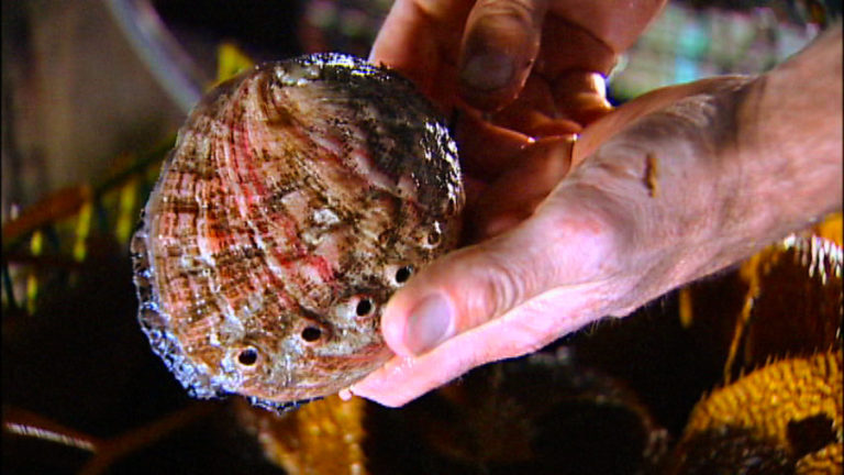 Sustainable Seafood-Abalone Farming In Monterey - Cooking Up a Story
