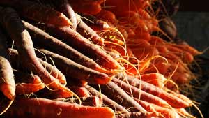 Winter Carrots DeNoble Farm Fresh