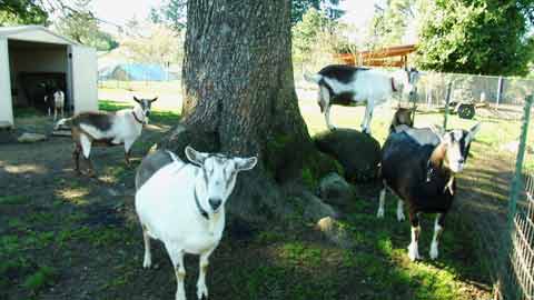 Food.Farmer.Earth Newsletter: Backyard Goats