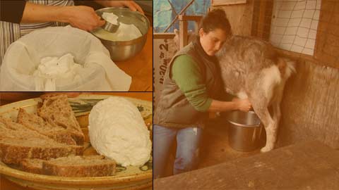 How to Make Soft Goat Milk Cheese
