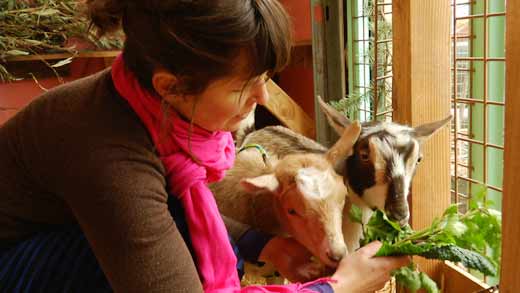 Naomi Montacre Feeding Her Goats