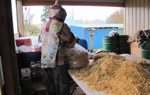 Bagging Inoculated Straw