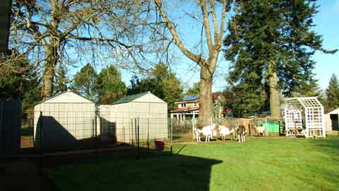 Coming Next: Backyard Goats