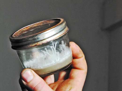 Mushroom Spawn In Jar
