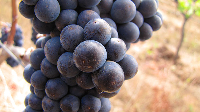 Pinot Noir Grapes-Sokol Blosser