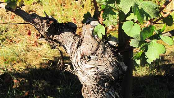 Oldest Pinot Noir Grapevines, Eyrie Vineyards