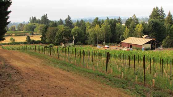 Remy's Vineyard specializing in Sangiovese, Barbera, Lagrein, and Dolcetto grape varietals.