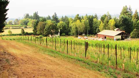 The Yamhill Valley Wine Region of Oregon