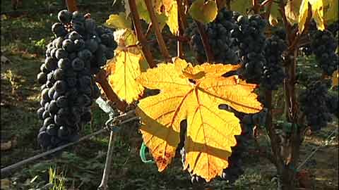 An Oregon Wine Grower: From Wall Street to Vineyard Farm