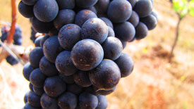 Sokol Blosser Pinot Noir Grapes, 