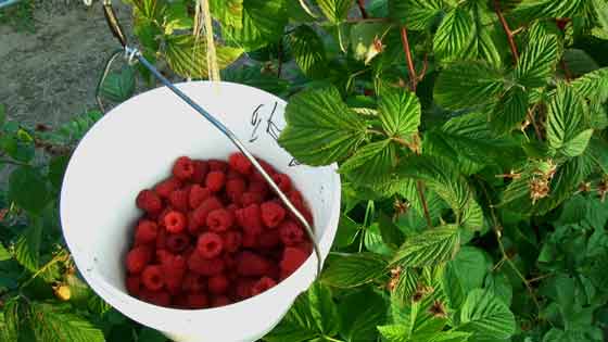 Full Bucket of Raspberries Hanging On Hook