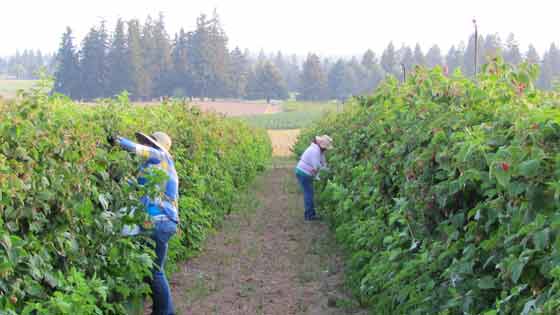 Workers Picking Ripe Raspberries For Market