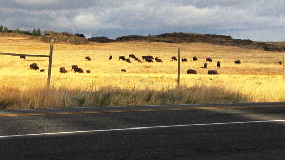 Buffalo Grazing near Lyle, Washington