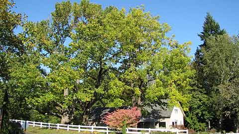 One of the Largest Remaining American Chestnut Trees in North America