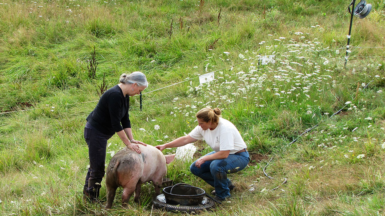 The Food Writer, The Farmer, and Roger the Pig
