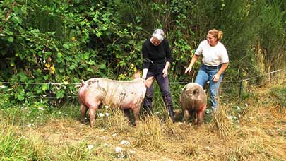 Kathleen Bauer and Clare Carver feed berries to the two heritage pigs, Roger and Don at Big Table Farm in Gaston, Oregon.