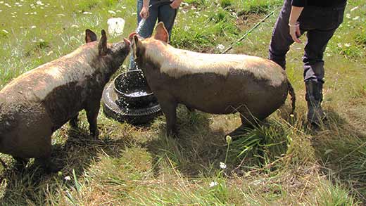 Roger and Don, two heritage breed pigs, at the water cooler