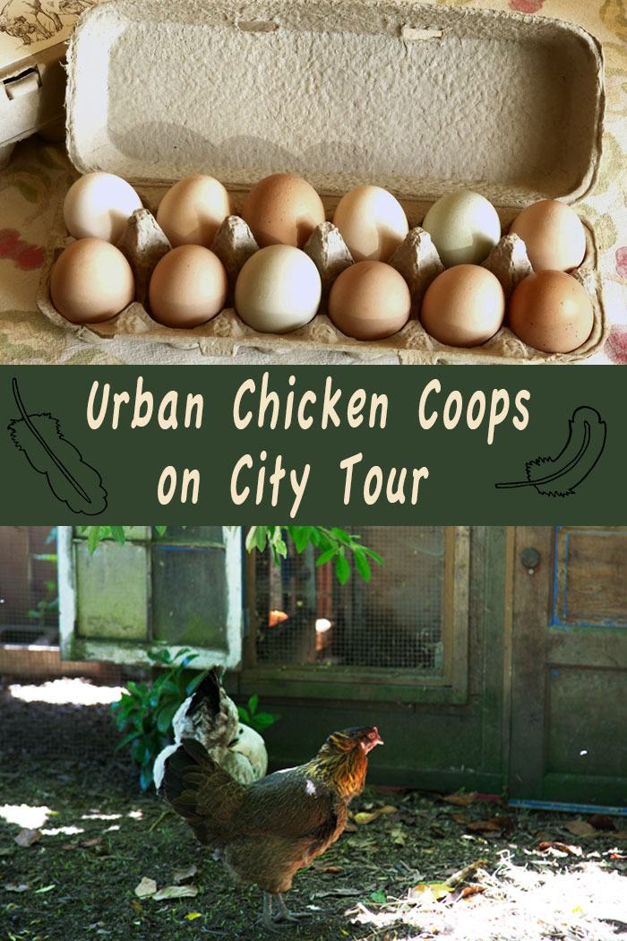 Urban Chicken Coops on City Tour video