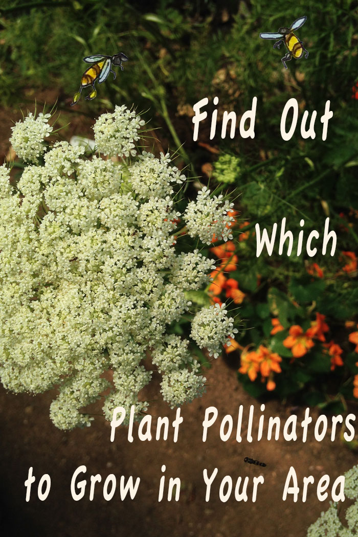 Find Out Which Plant Pollinators To Grow In Your Area